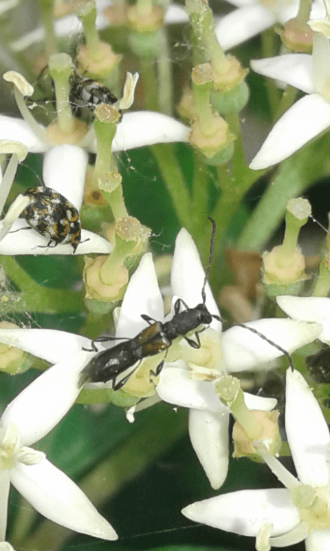 Brachypteroma ottomanum (Cerambycidae)? Sì.